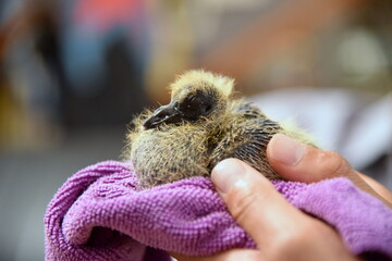 baby pigeon 