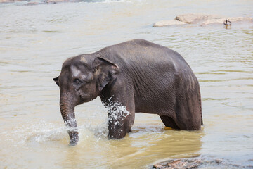 Elephant splashing with water in the river. Selective focus on the animal with some motion blur.