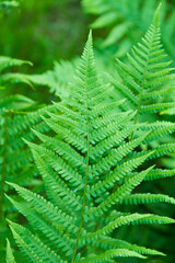 green fern leaves