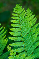 green fern leaves