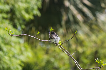 little bird on branch
