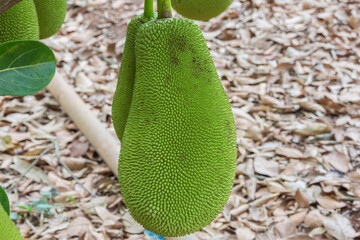 Close-up of a jackfruit hanging on a tree. Selective focus on the fruit.