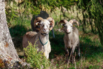 Rams under a fir