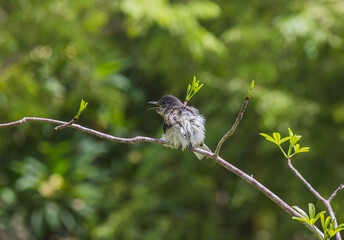 little bird on branch