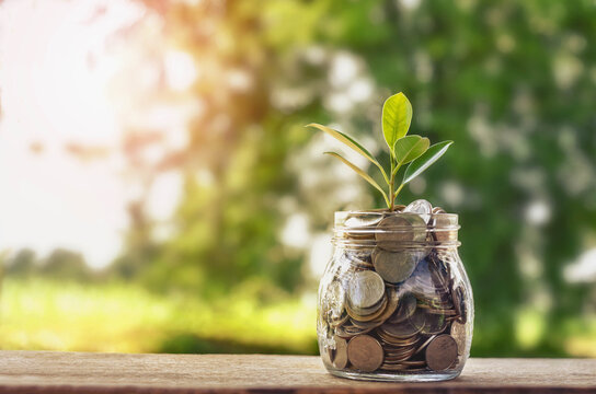 Plant growing on Coins glass jar  and concept money saving coins
