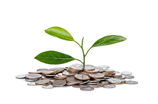 concept tree growth on money stack for your saving coins isolate white background