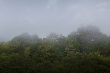 Fog in the countryside