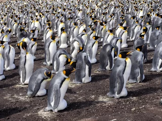 Poster King Penguin, Aptenodytes patagonica, Heated Eggs, Volunteer Point, Falklands / Malvinas © vladislav333222