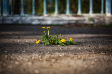The dandelion blossoms on the pavement © jura
