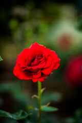 Cute red rose growing in the garden