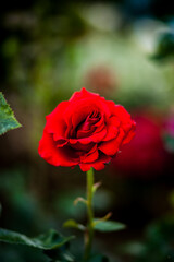 Cute red rose growing in the garden