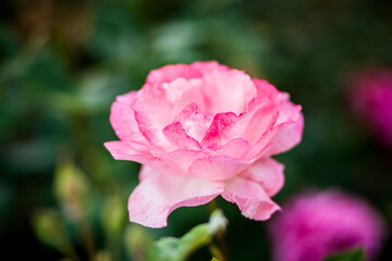 Nice pink roses growing in the garden
