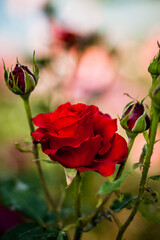 Beautiful red roses growing in the garden