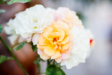 Beautiful flowers grow in the garden