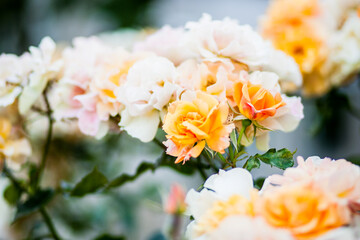 Orange flowers on the bushes