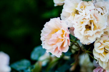 Beautiful flowers grow on bushes