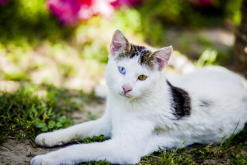 Cute cat with colored eyes lying on the grass