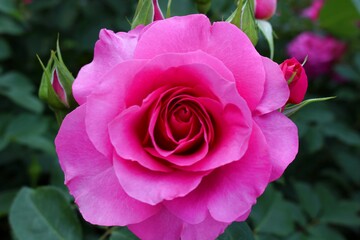 色鮮やかな薔薇 