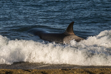 Killer Whale, Orca, hunting a sea lion pup, Peninsula Valdez, Patagonia Argentina