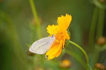 モンシロチョウ
