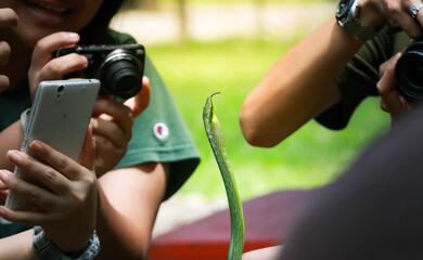  Red Tailed Green Rat snake and many camera