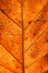 Dry leaves veins texture. Close up on leaf texture. Leaf veins macro view.