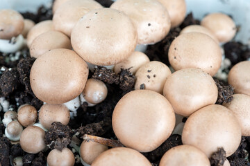 Chestnut Mushrooms Growing in Dirt