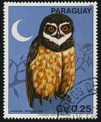 bird Paraguay stamp