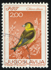 European Greenfinch