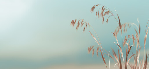 Withered twigs of grass against the sky. Horizontal format