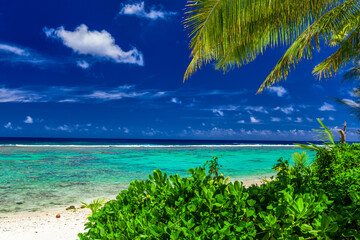Beach during sunny day framed by palm trees, Rarotonga, Cook Islands