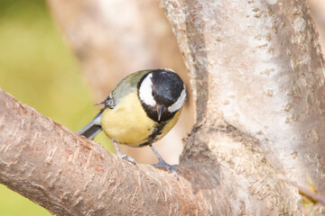 Great Tit waiting food on a branch on sunny day
