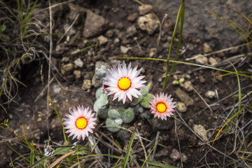 Flowers of Drakensberge region in South Africa