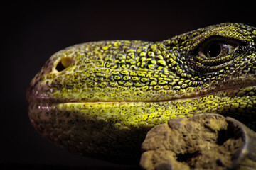 Dragon de Komodo