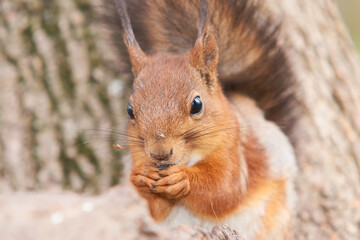 Portrait of a red squirrel with a sunflower seed in paws