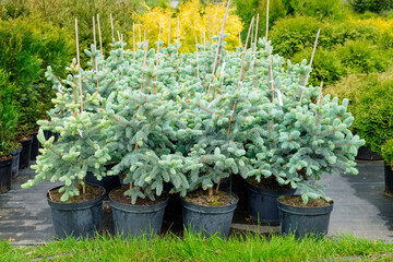 Fir trees in pots for sale. © chamillew