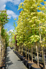 Rows of young maple trees in plastic pots. Alley of trees in plant nursery.