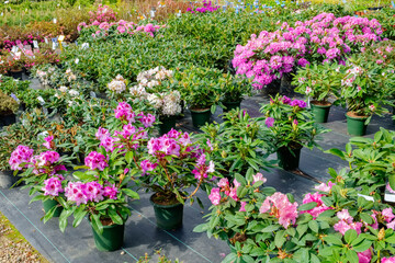 Rhododendron flowers in pots on sale in plants nursery.