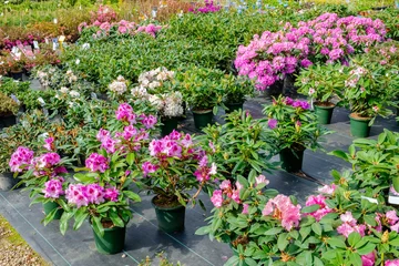 Keuken spatwand met foto Rhododendron flowers in pots on sale in plants nursery. © chamillew