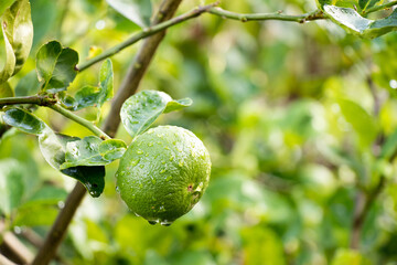 Green lime with leaf and rain droplet background