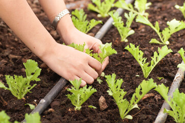 hand planting plant and vegetablesin farm