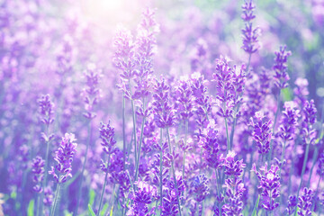 field lavender blur background wallpaper