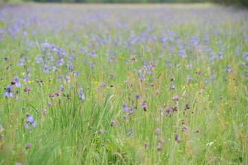 Colorful wild iris flowers on a green meadow in early summer in Slovakia