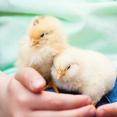 Little baby Chicks in Child's Hands - Love and Care Concept - Chicken
