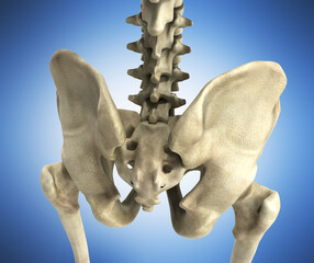 3D rendering medical illustration of the pelvis bone on white