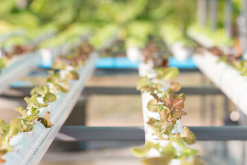 Hydroponic technology. Colorful lattuce salad plant growing in greenhouse.