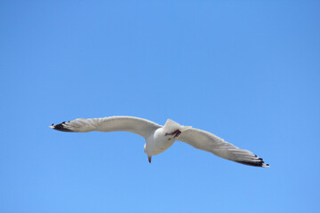 flying gull  (Larus argentatus)
