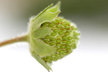 Strawberry fruit,unripe green, studio shot