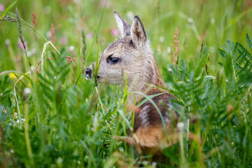 Young deer lying on a meadow. Summer fauna and flora