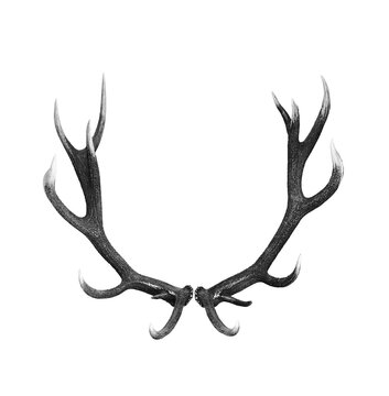 Fototapeta Hirschgeweih